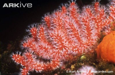 Πολύτιμα κοράλλια του Αιγαίου